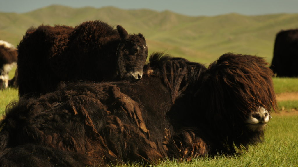 Yak came from Mountains of the Tibetan to Mongolia
