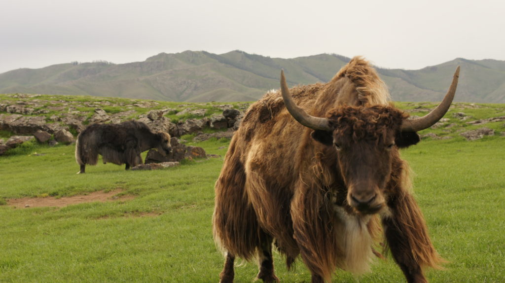 Yak came from Mountains of the Tibetan to Mongolia