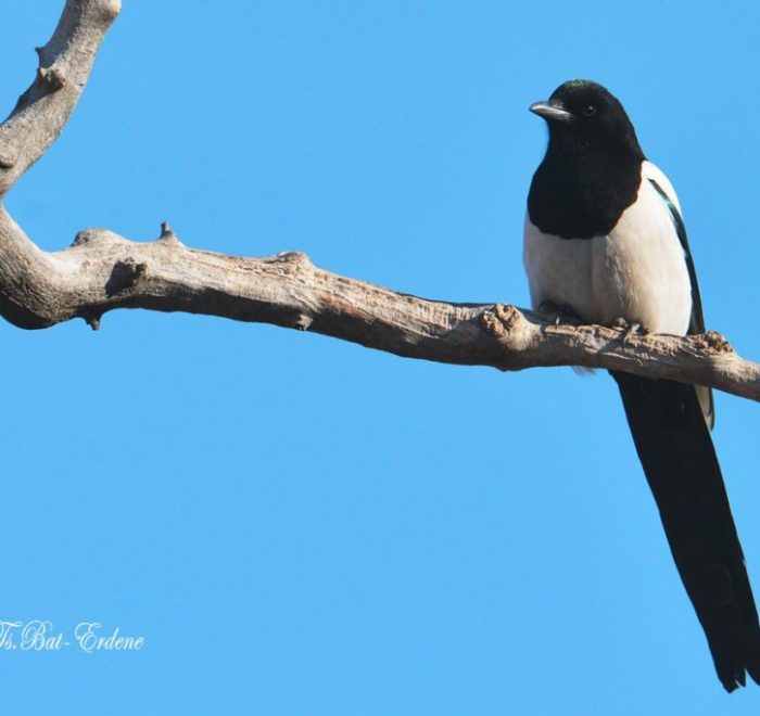 Bird magpie in Mongolia