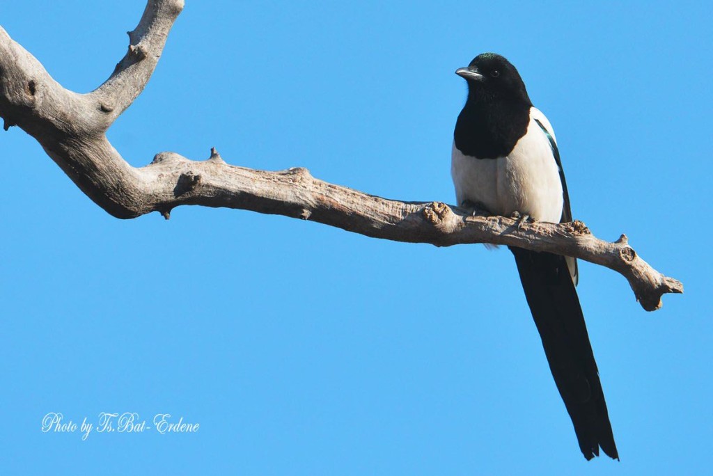 Bird magpie in Mongolia