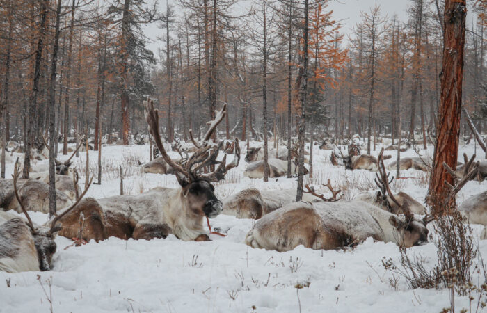 Reindeers Taiga