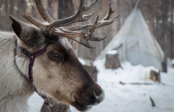 Reindeer Teepee